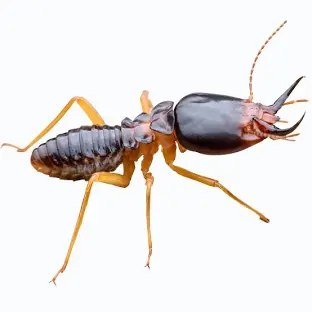 kolkata-pest-control-termite-pest-control